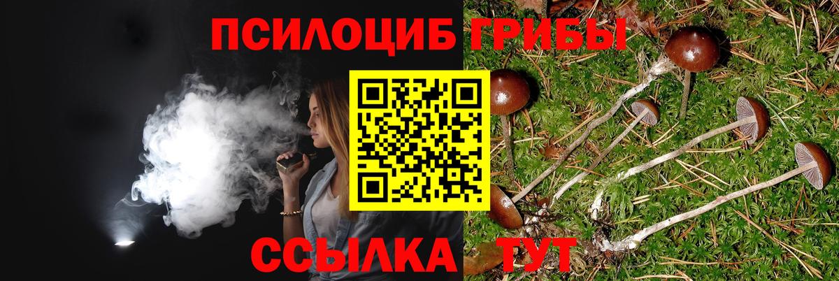 Сорочинск  Псилоцибиновые грибы Psilocybine cubensis  Вход с VPN 